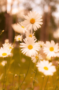 Champs de Pâquerettes